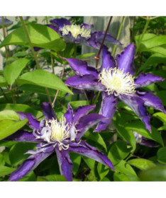 Clematis Hakuookan (großblumig) Beh. 4L