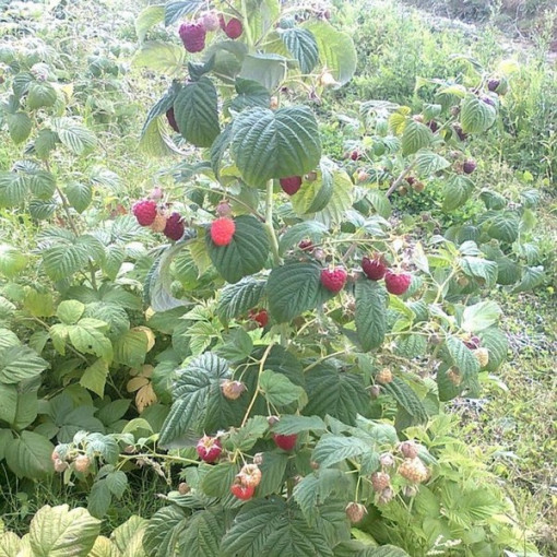 Rote Himbeere 'Zewa' P9/C1