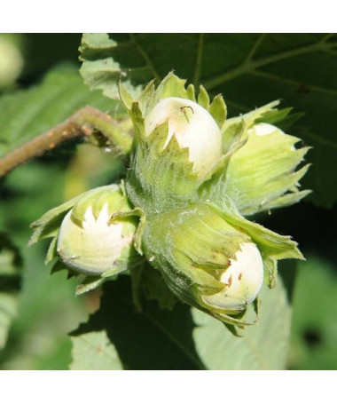 Gemeine Hasel (Corylus avellana) P9/C1