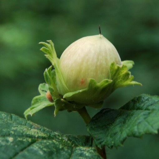 Gemeine Hasel (Corylus avellana) P9/C1