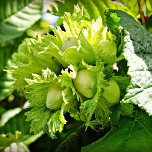 Gemeine Hasel (Corylus avellana) P9/C1