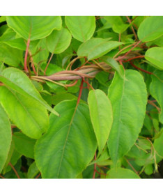 Kiwi Actinidia Befruchtersorte Weiki (scharfzähnig) MÄNNLICH P9/C1