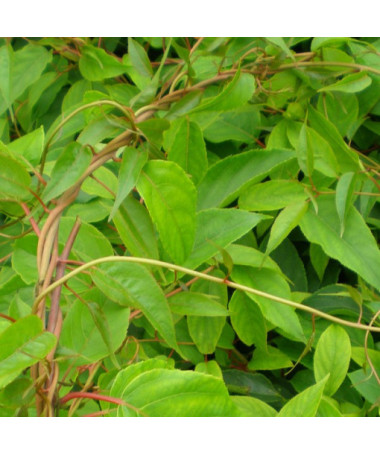 Kiwi Actinidia Befruchtersorte Weiki (scharfzähnig) MÄNNLICH P9/C1