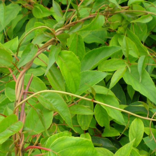 Kiwi Actinidia Befruchtersorte Weiki (scharfzähnig) MÄNNLICH P9/C1