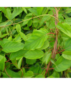 Kiwi Actinidia Befruchter Männlich (scharfzähnig) P9/C1