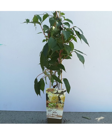 Kiwi Actinidia Befruchter Männlich (scharfzähnig) P9/C1