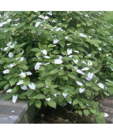 Kiwi Actinidia Sientiabrskaja (buntblättrig) P9/C1