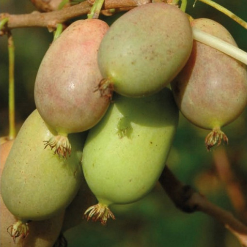 Kiwi Actinidia Lucy (scharfblättrig)
