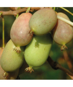 Kiwi Actinidia Lucy (scharfblättrig)
