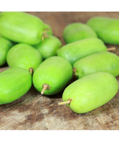 Kiwi Actinidia Kokuwa (Scharfblättrige) SELBSTFRUCHTBAR P9/C1