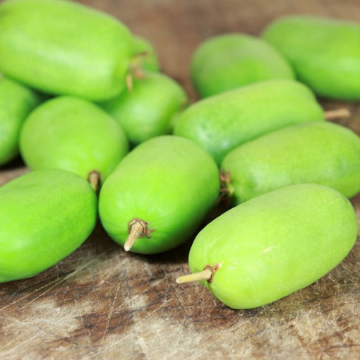 Kiwi Actinidia Kokuwa (Scharfblättrige) SELBSTFRUCHTBAR P9/C1