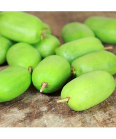 Kiwi Actinidia Kokuwa (Scharfblättrige) SELBSTFRUCHTBAR P9/C1