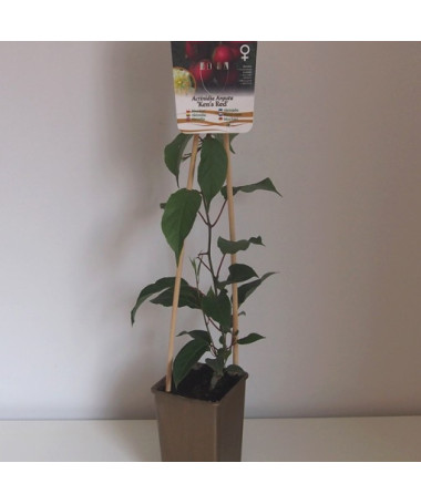 Kiwi-Actinidia 'Ken's Red' (Scharfzähnige Kiwi) P9/C1