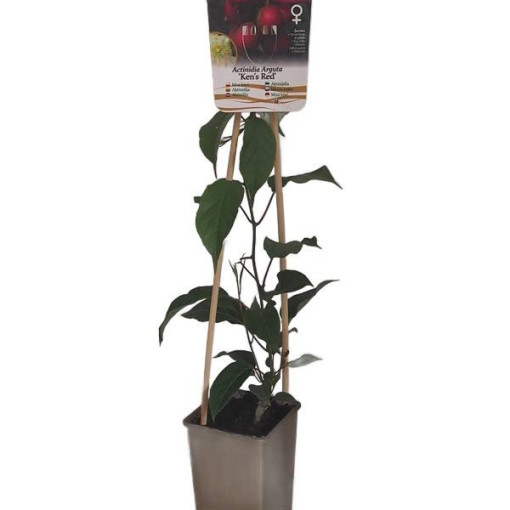 Kiwi-Actinidia 'Ken's Red' (Scharfzähnige Kiwi) P9/C1