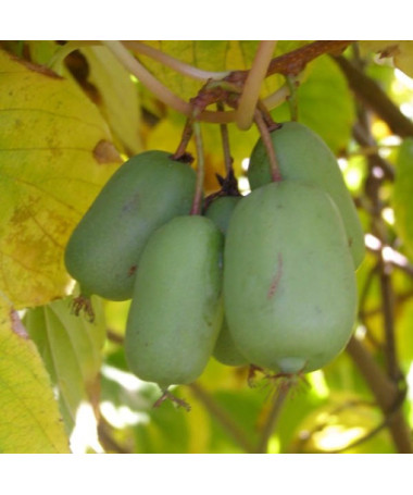 Kiwi Actinidia Jumbo (winterhart) P9/C1