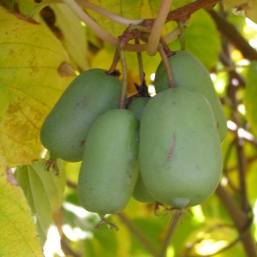 Kiwi Actinidia Jumbo (winterhart) P9/C1
