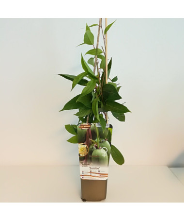Kiwi Actinidia Jumbo (winterhart) P9/C1