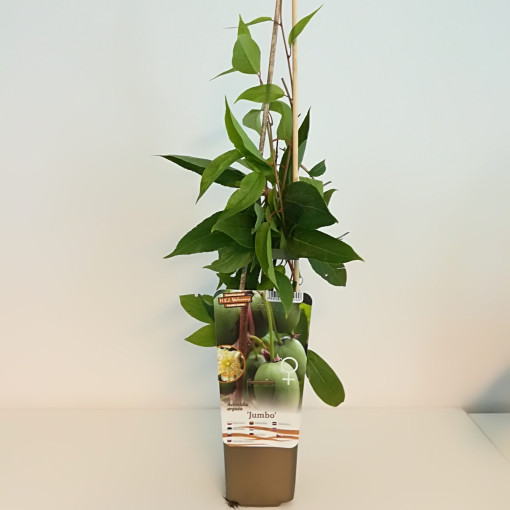 Kiwi Actinidia Jumbo (winterhart) P9/C1