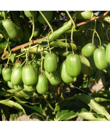 Kiwi Actinidia Issai (winterhart) SELBSTFRUCHTBAR P9/C1