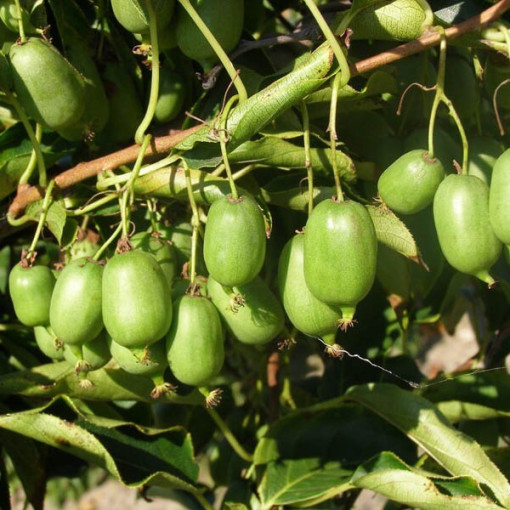 Kiwi Actinidia Issai (winterhart) SELBSTFRUCHTBAR P9/C1