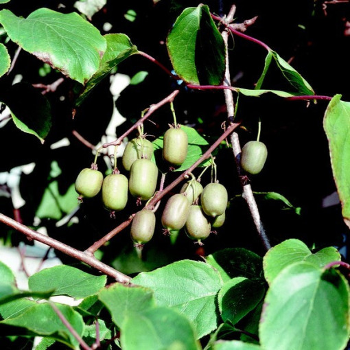 Kiwi Actinidia Issai (winterhart) SELBSTFRUCHTBAR P9/C1