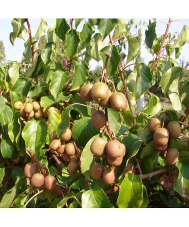 Kiwi Actinidia Geneva (winterhart) P9/C1