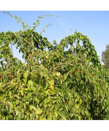 Kiwi Actinidia Geneva (winterhart) P9/C1