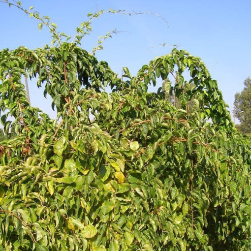 Kiwi Actinidia Geneva (winterhart) P9/C1