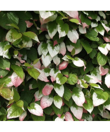 Kiwi Actinidia Dr Szymanowski (buntblättrig) P9/C1