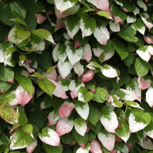 Kiwi Actinidia Dr Szymanowski (buntblättrig) P9/C1