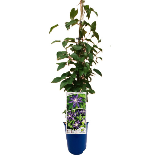 Clematis Hakuookan (großblumig) Beh. 4L