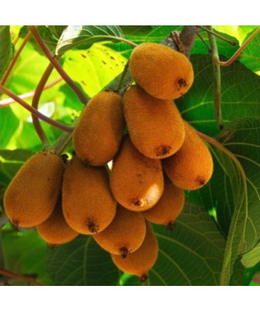 Kiwi Actinidia deliciosa Jenny SELBSTFRUCHTBAR P9/C1