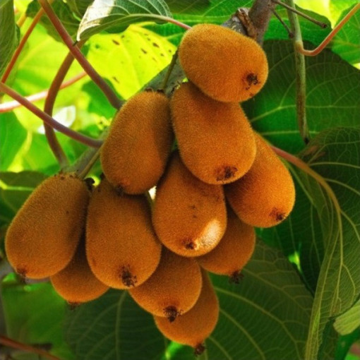 Kiwi Actinidia deliciosa Jenny SELBSTFRUCHTBAR P9/C1