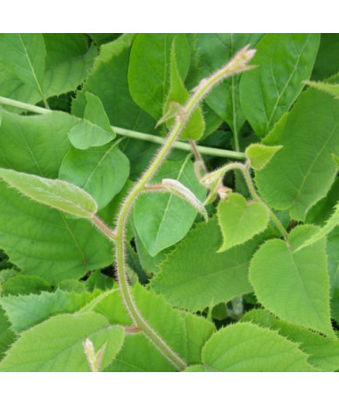Kiwi Actinidia deliciosa Jenny SELBSTFRUCHTBAR P9/C1