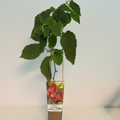 Kiwi Actinidia deliciosa Jenny SELBSTFRUCHTBAR P9/C1
