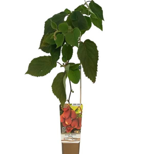 Kiwi Actinidia deliciosa Jenny SELBSTFRUCHTBAR P9/C1