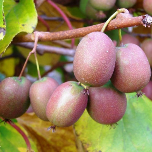Kiwi Actinidia Ananasnaya (scharfblättrig)