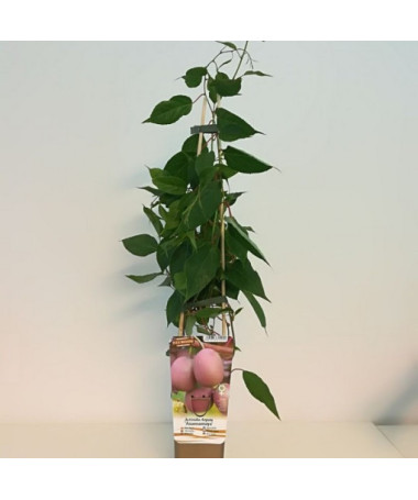 Kiwi Actinidia Ananasnaya (scharfblättrig)