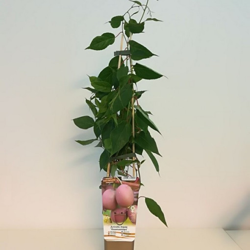 Kiwi Actinidia Ananasnaya (scharfblättrig)