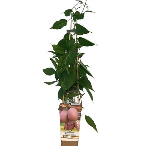 Kiwi Actinidia Ananasnaya (scharfblättrig)