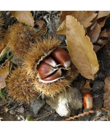 Esskastanie (Castanea sativa) P9/C1