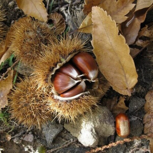 Esskastanie (Castanea sativa) P9/C1