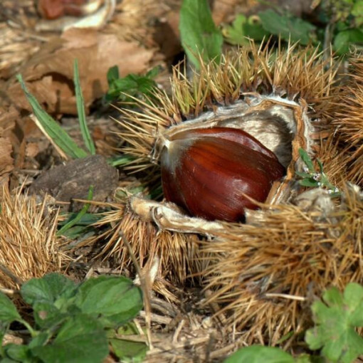 Esskastanie (Castanea sativa) P9/C1