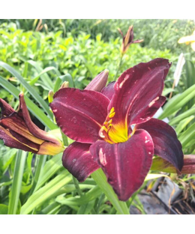 Taglilie Dark Passion 2L