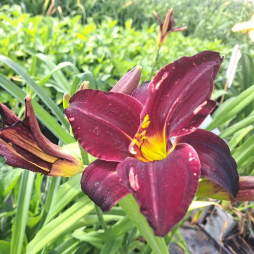 Taglilie Dark Passion 2L