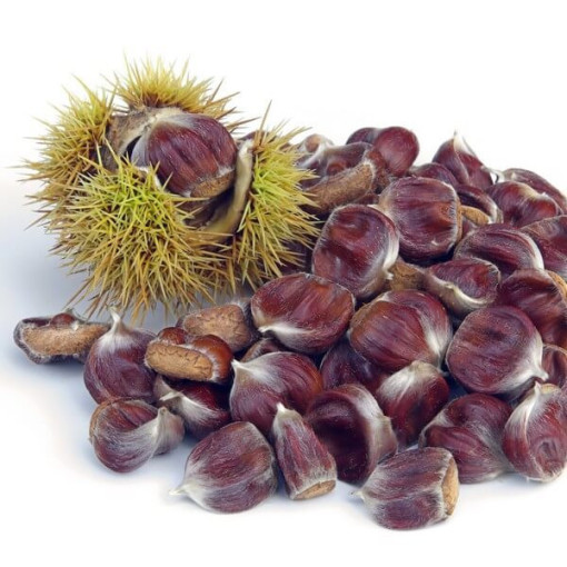 Esskastanie (Castanea sativa) P9/C1