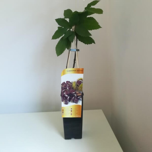 Esskastanie (Castanea sativa) P9/C1