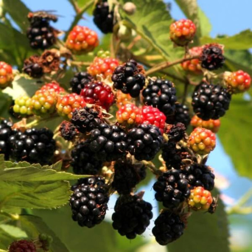 Brombeere 'Tricolor' P9/C1