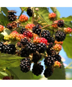 Brombeere 'Tricolor' P9/C1