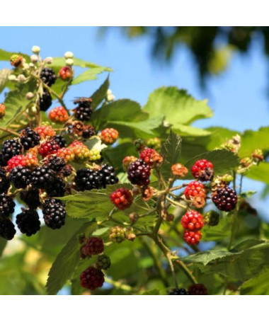 Brombeere 'Tricolor' P9/C1